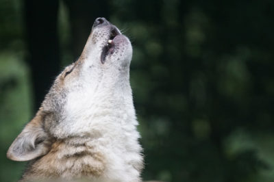 A photo of a lone wolf howling. Intended to represent lone wolf activists