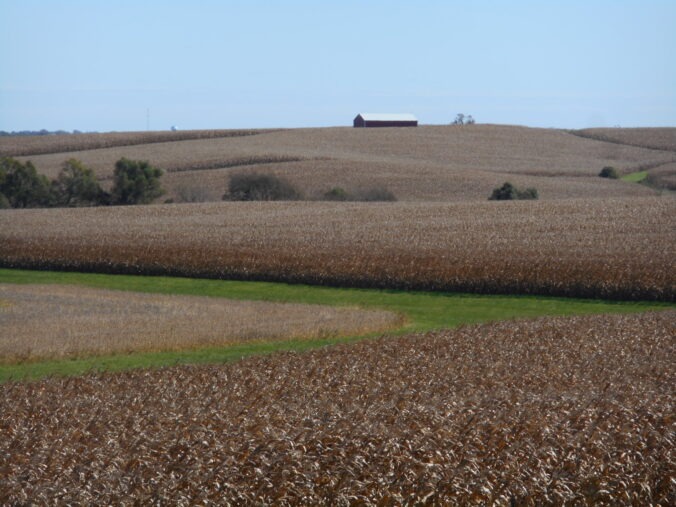 This is a photo of an Iowa corn field with a barn in the background.